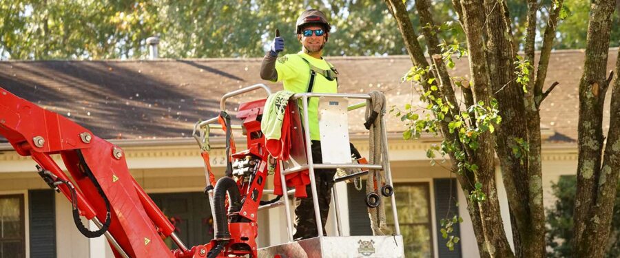 5 Tips for Hiring a Professional Tree Service and Stump Grinding ...