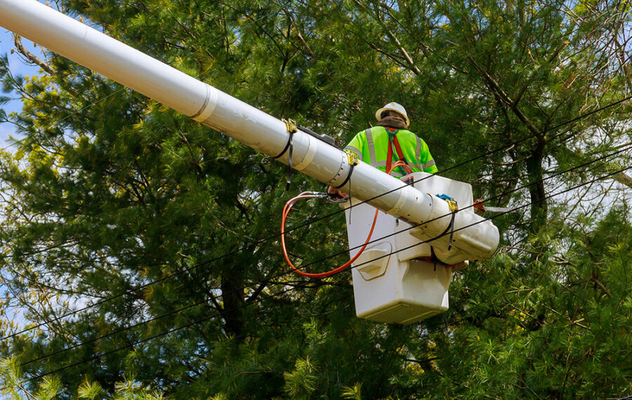 Tree Pruning Services Brea thumbnail